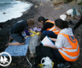Σάμος: Σκότωσαν μεσογειακή φώκια με δυναμίτη